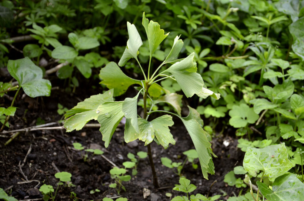 Långa tidsperspektiv. Bild på en ung Ginkgo biloba. Ett träd som kan bli upp mot 1500 år gammalt. 